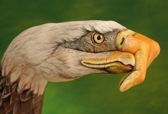 Bald Eagle on green - Ph. Guido Daniele